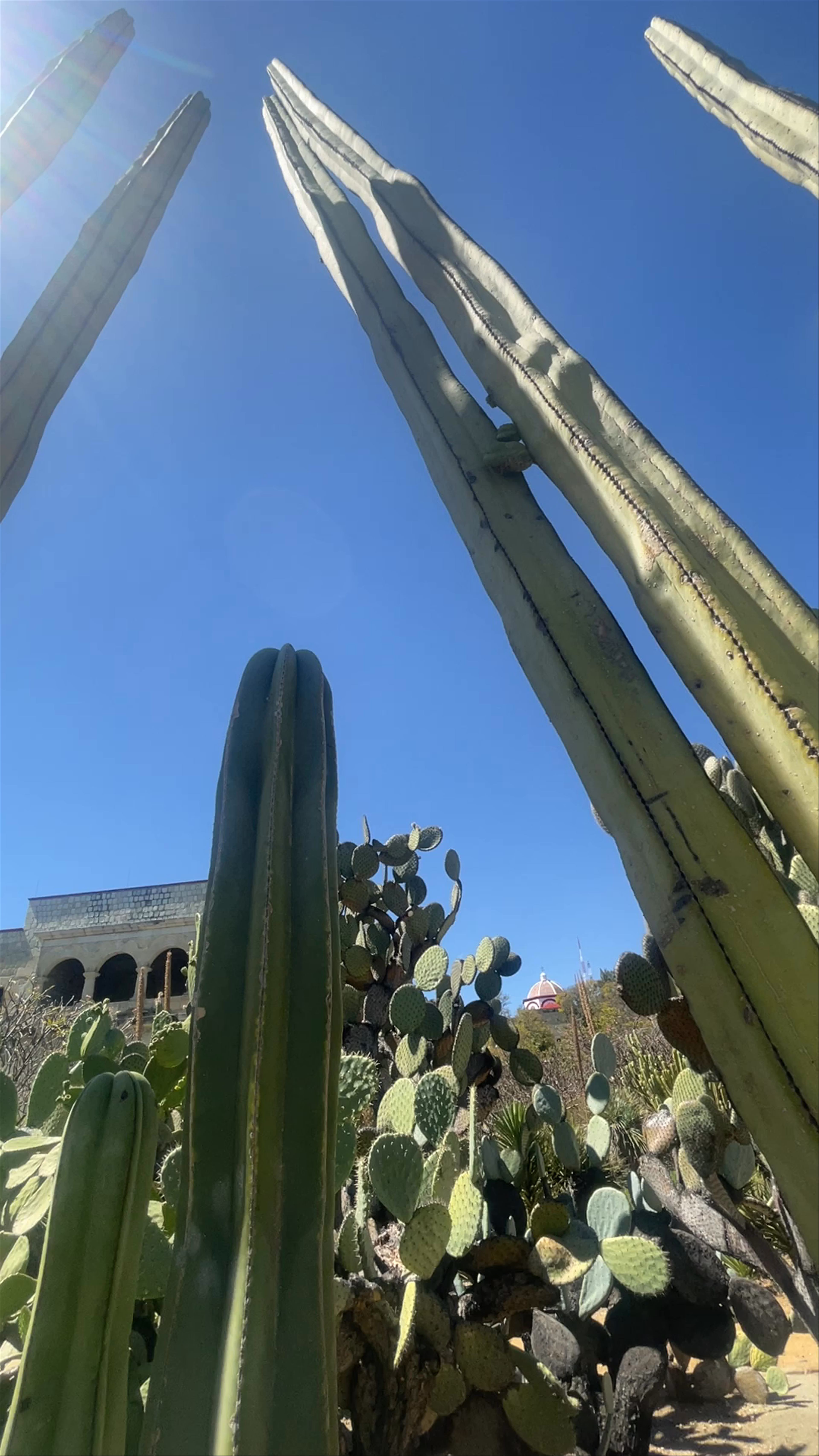 Jardín Etnobotánico de Oaxaca