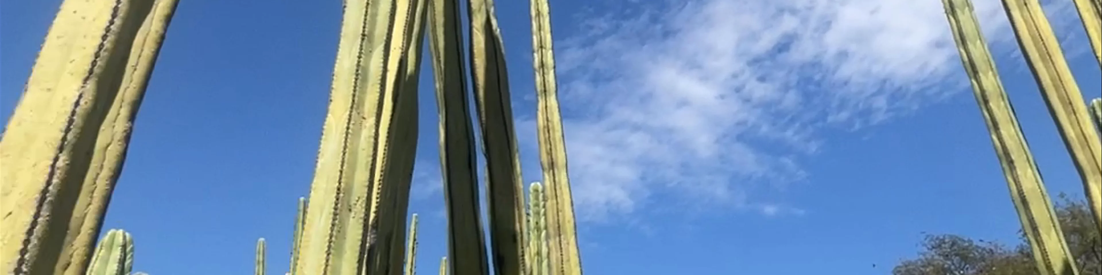 Jardín Etnobotánico de Oaxaca