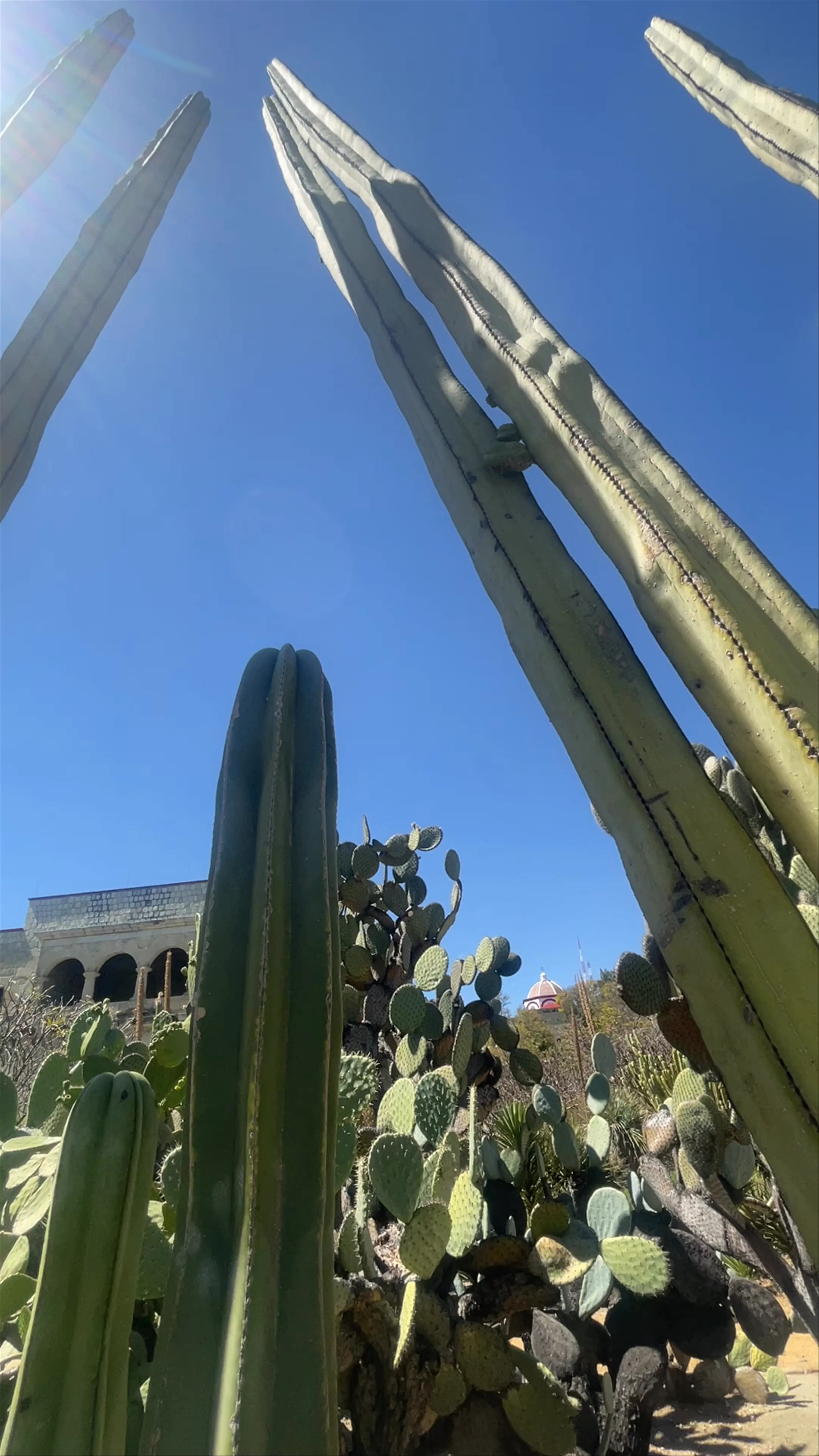 Jardín Etnobotánico de Oaxaca