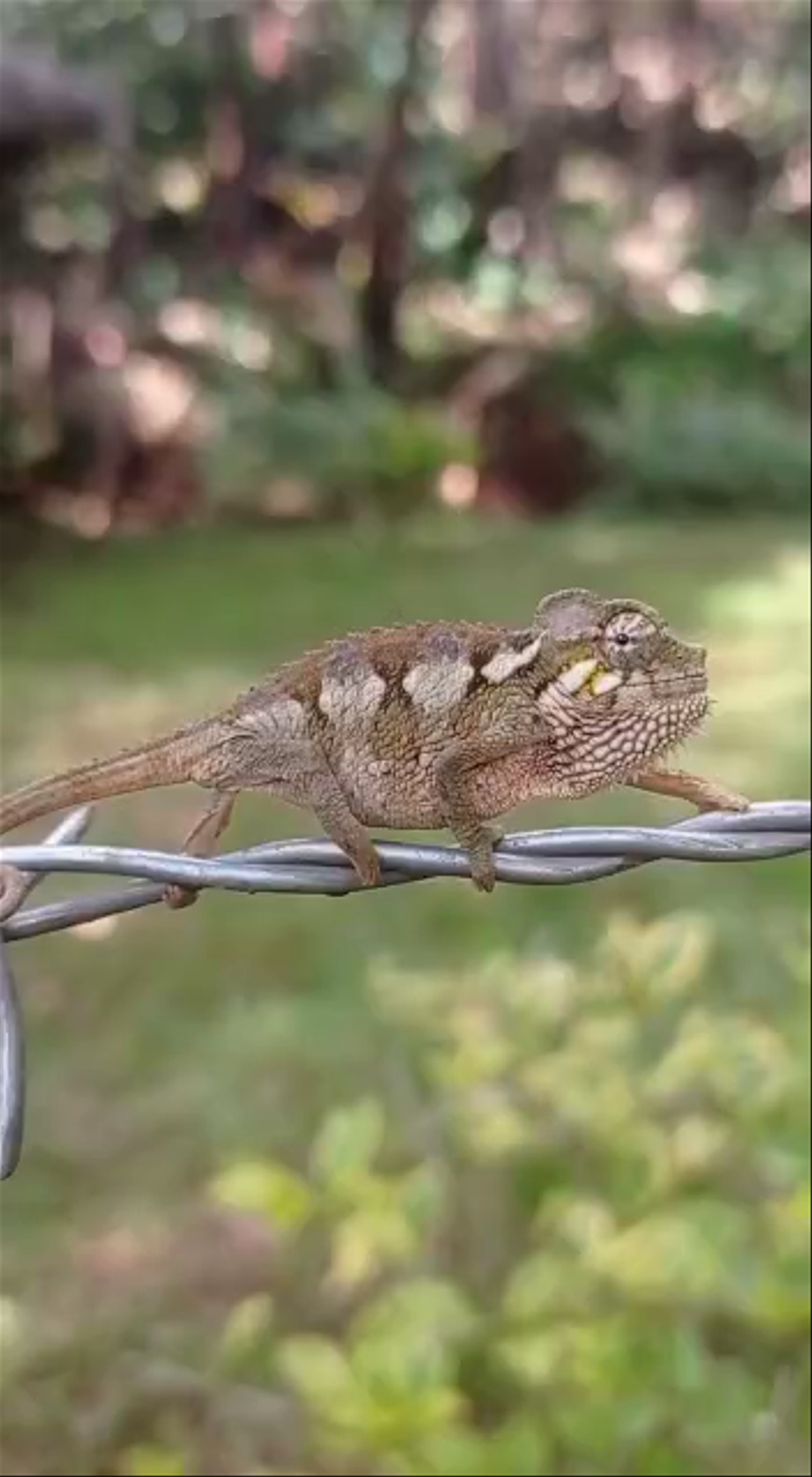 Chameleon Camouflage at Sipi Falls, Uganda