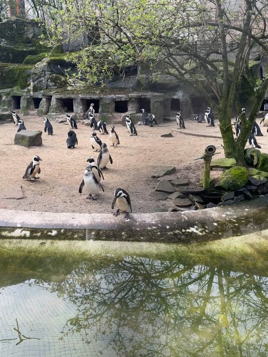 Artis - Zoos Near Me - Amsterdam, New Hampshire