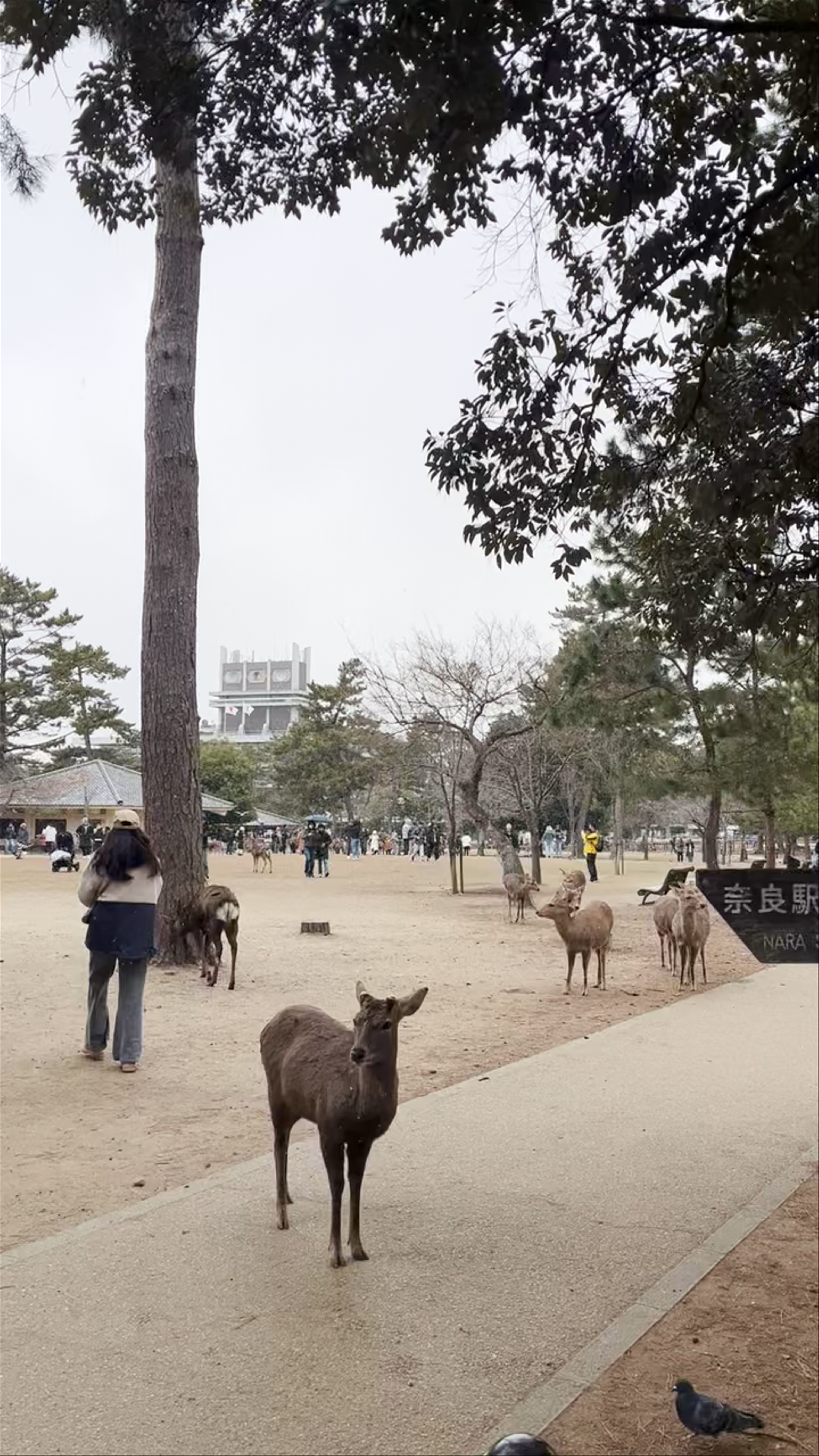Nara Park