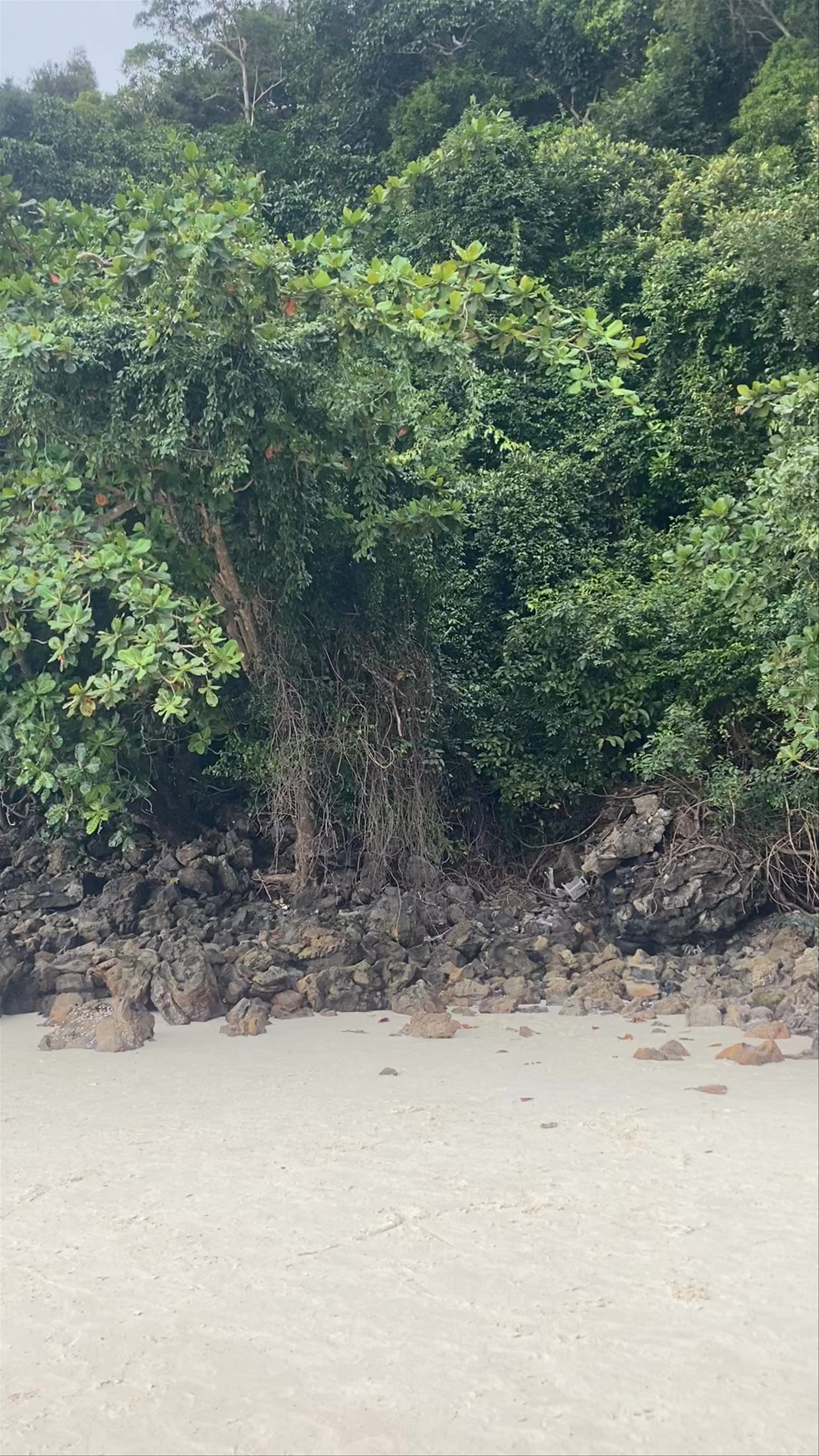 Monkey Beach: Untamed Tropical Serenity in Krabi, Thailand