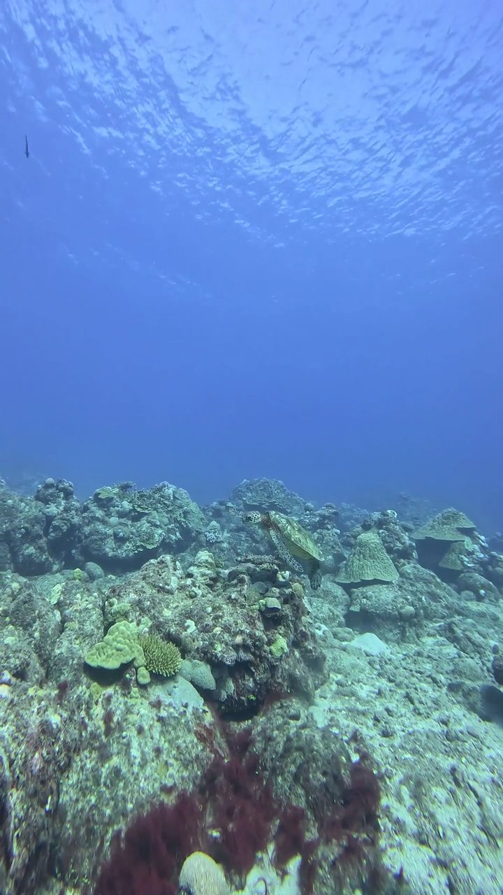 the ocean is another world 🌊
🎥 JUN HO LEE · Pexels
#ocean #underwater #marinelife #nature #relax