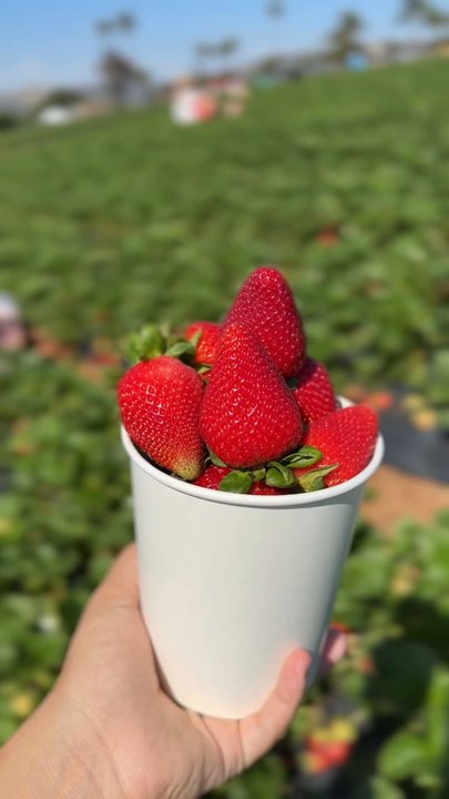 Kenny's Strawberry Farm - Fruits & Veggies Near Me - Fallbrook, California