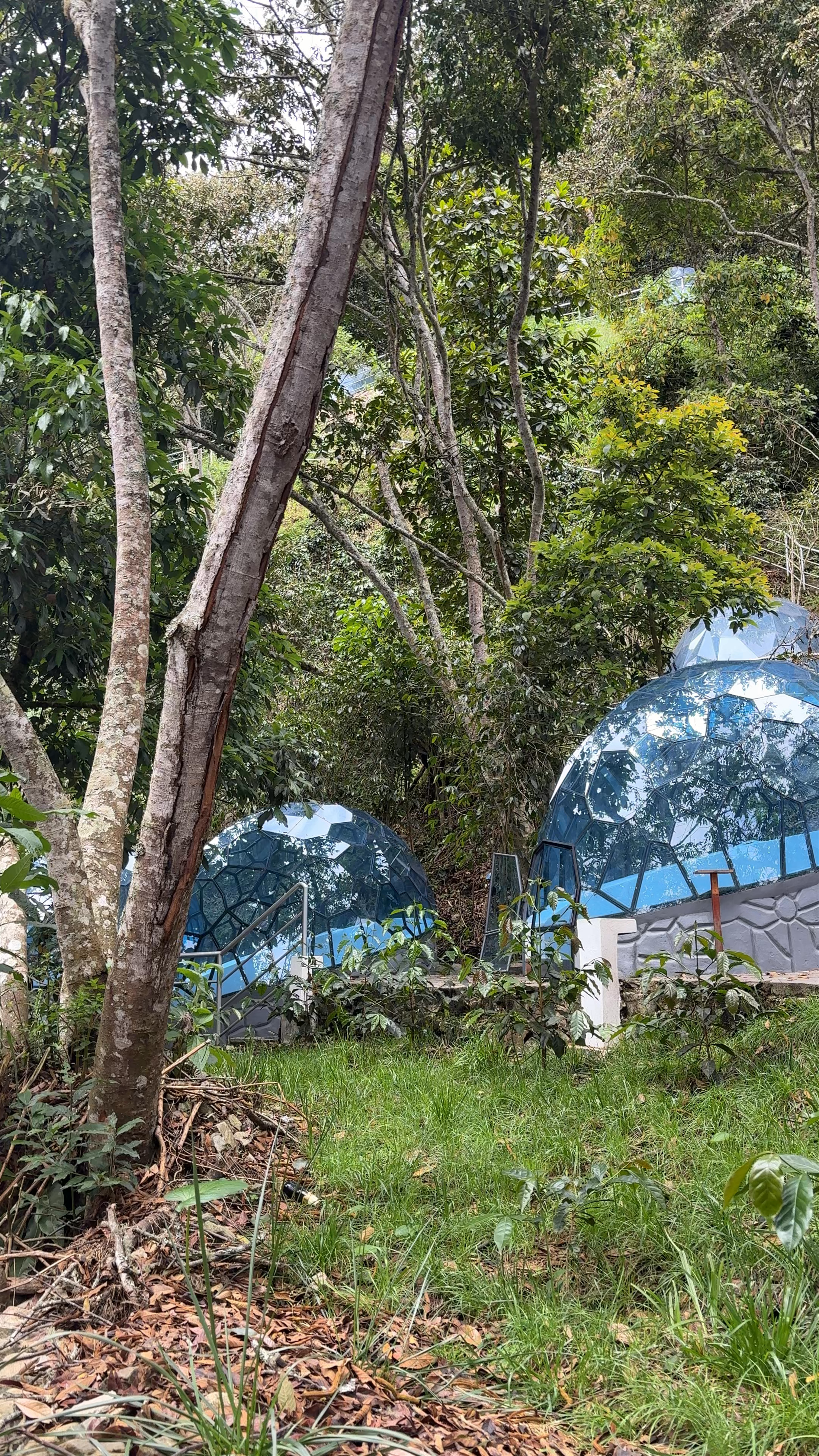 Jungle Domes