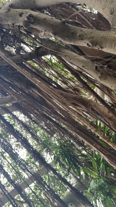 Rainforest Pyramid - Rainforest - Botanical Gardens Near Me - Galveston, Texas