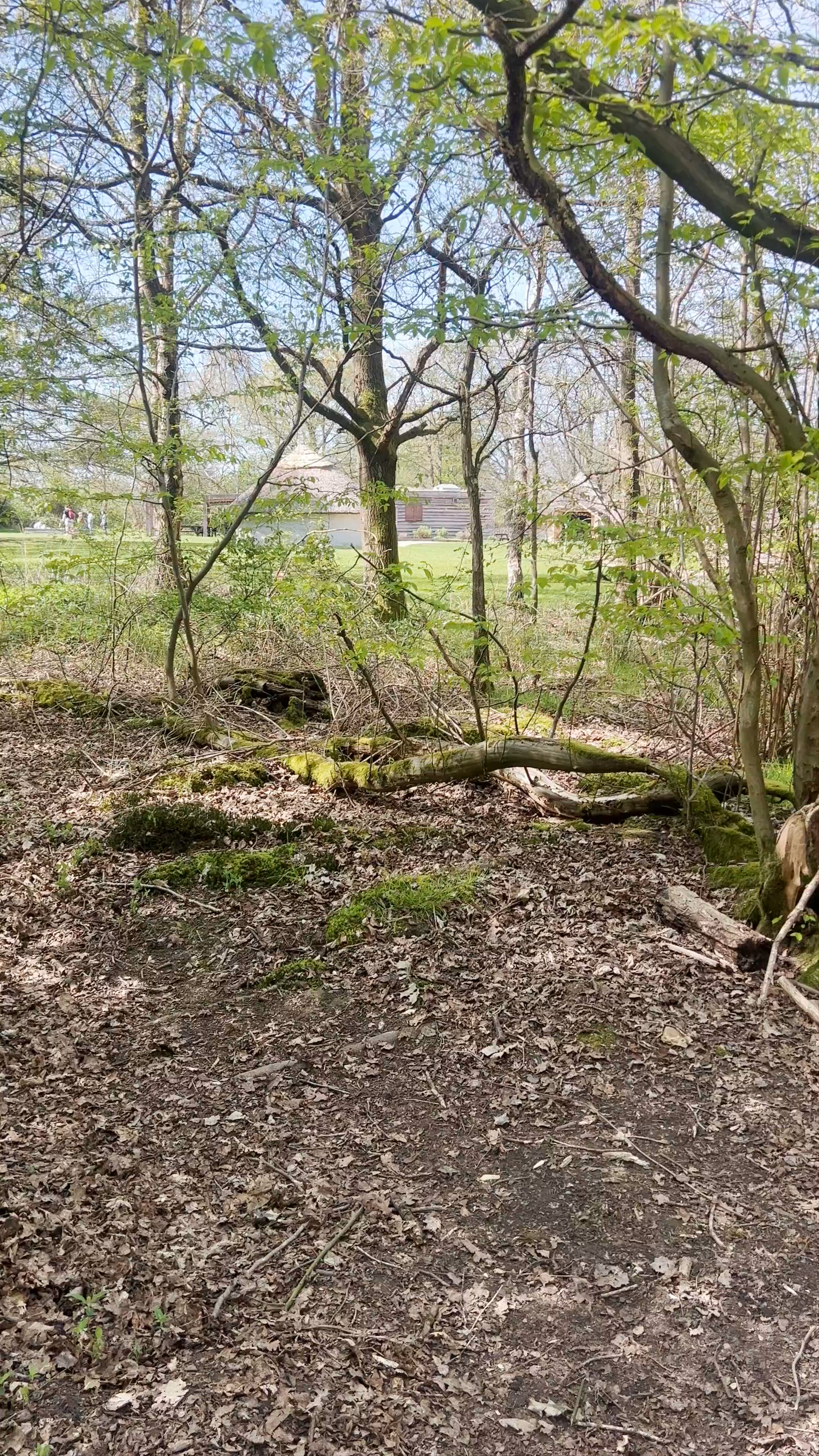 Nature Walk and Historic Vibes at Celtic Harmony Camp, Hertford