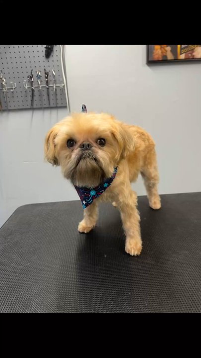 Pawfessional Grooming By Steph - Pet Groomers Near Me - Scotch Plains, New Jersey