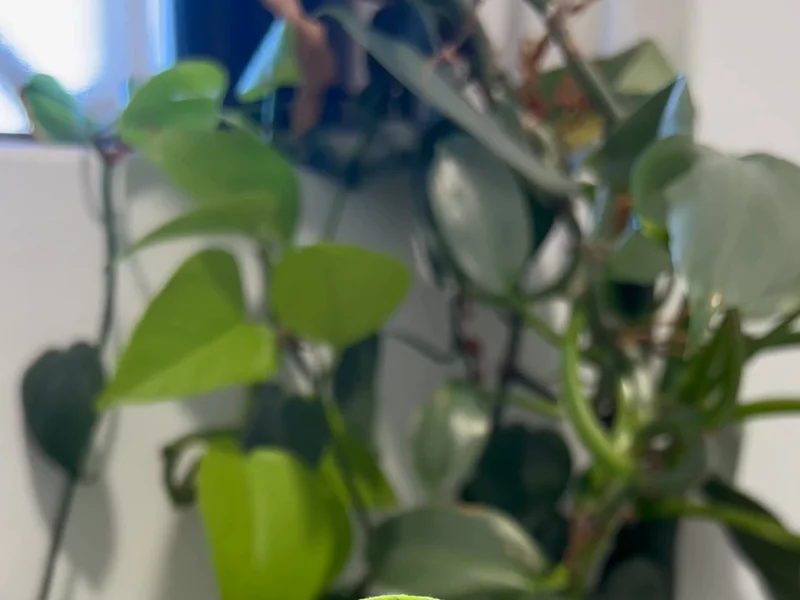 Ubloomd