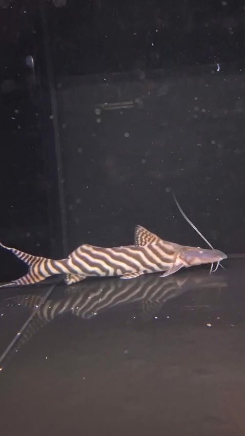 Tigrinus catfish