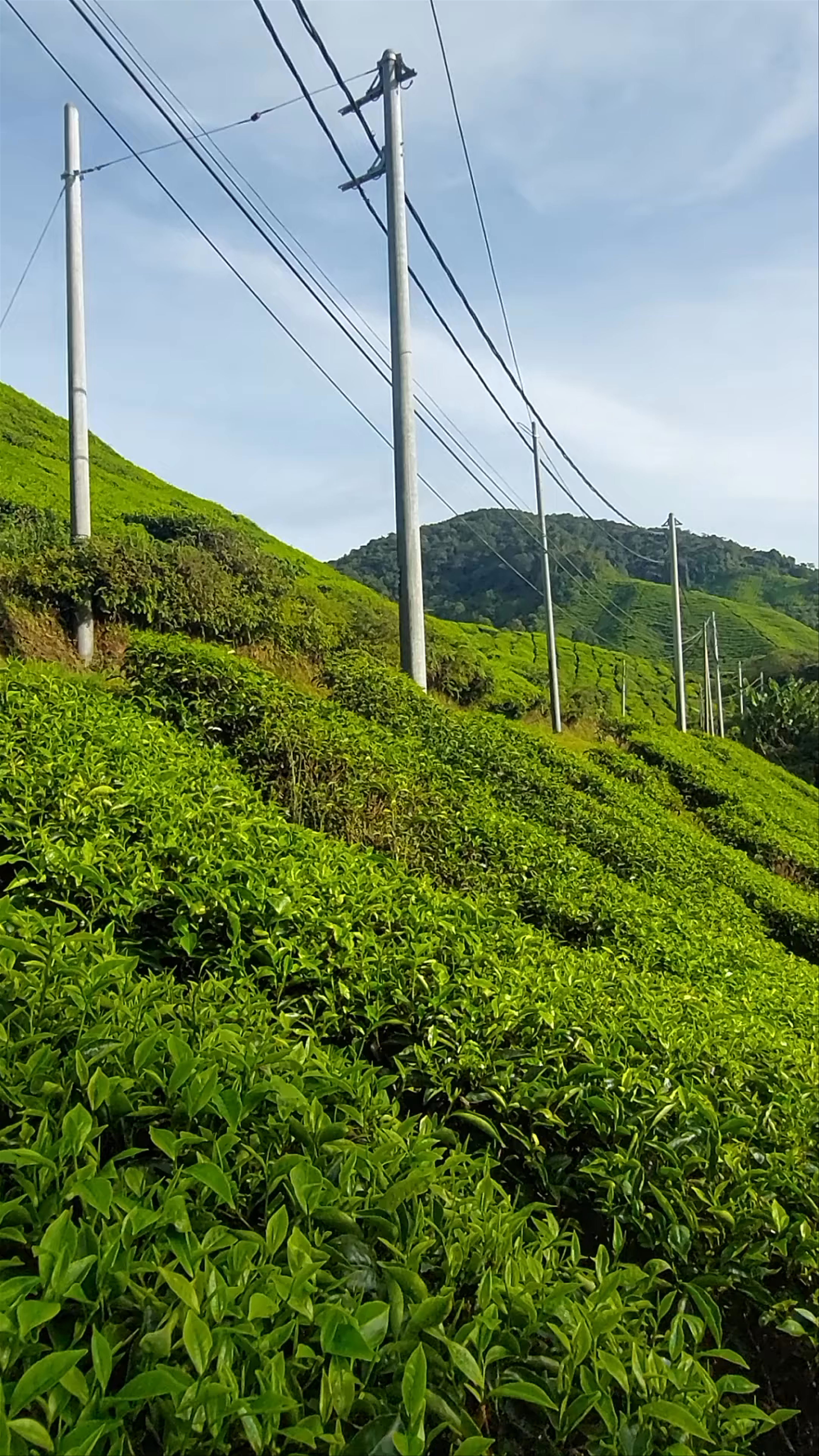 BOH Tea Centre (Sungei Palas Garden)
