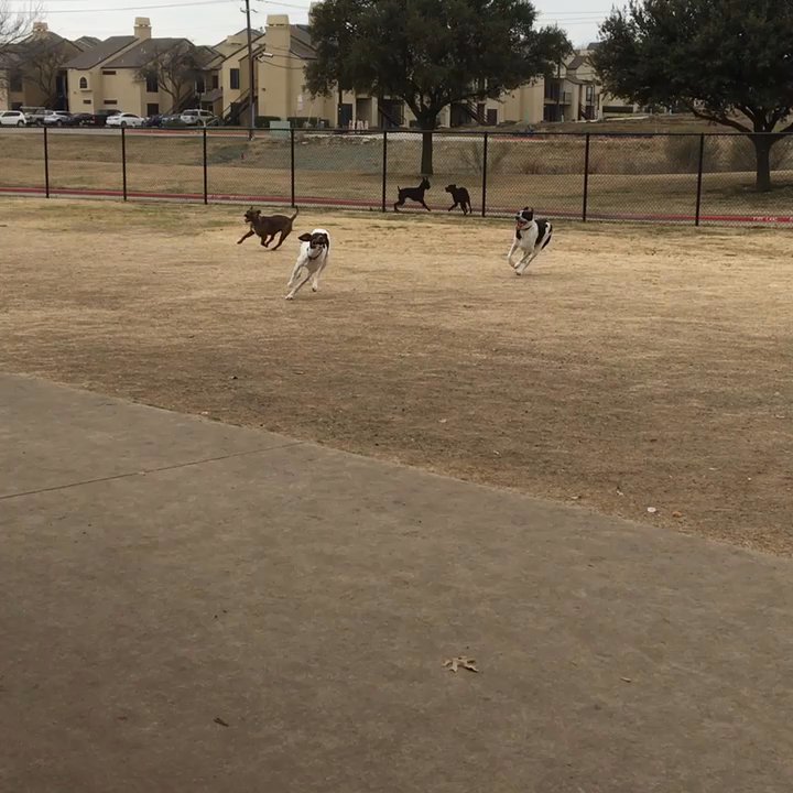 Rosemeade Dog Park - Roscoe loves to run when he can coax a new buddy to chase him. - Dog Parks Near Me - Carrollton, Texas