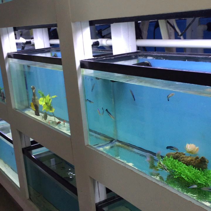 Pete's Aquarium Fish Store - Aquarium Services Near Me - Fishkill, New York