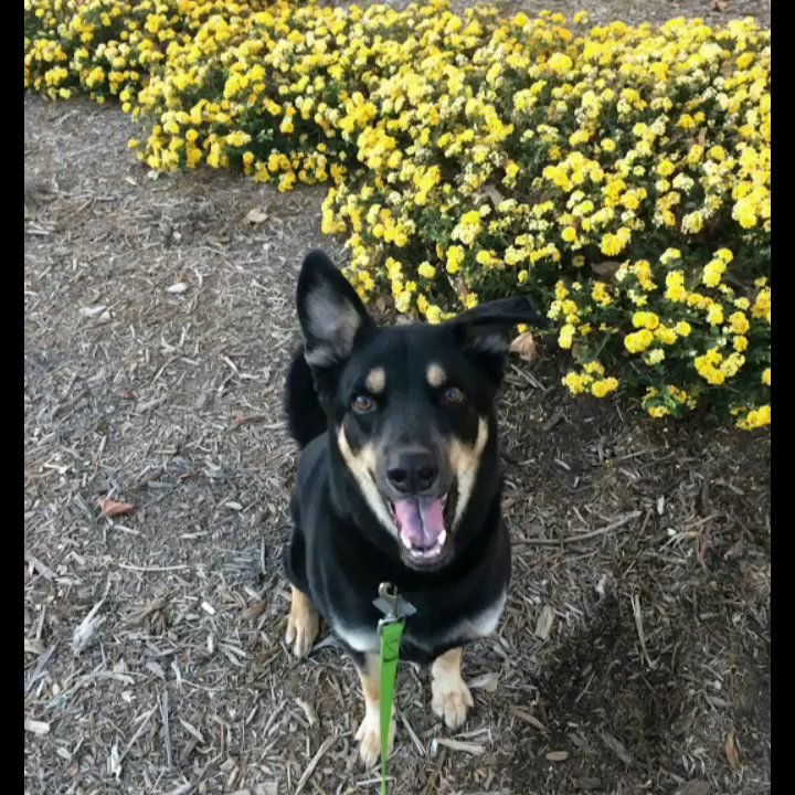 Gina's Dog Walking - Woof ! A tiny clip of dogs walking with me - Dog Walkers Near Me