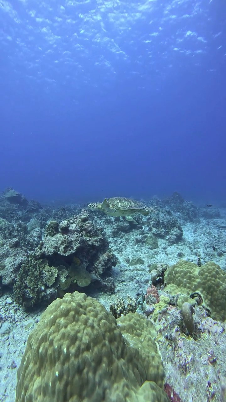 weekend escape sorted
📍 Great Barrier Reef
🎥 JUN HO LEE · Pexels
#travel #wanderlust #nature #adventure #vacation