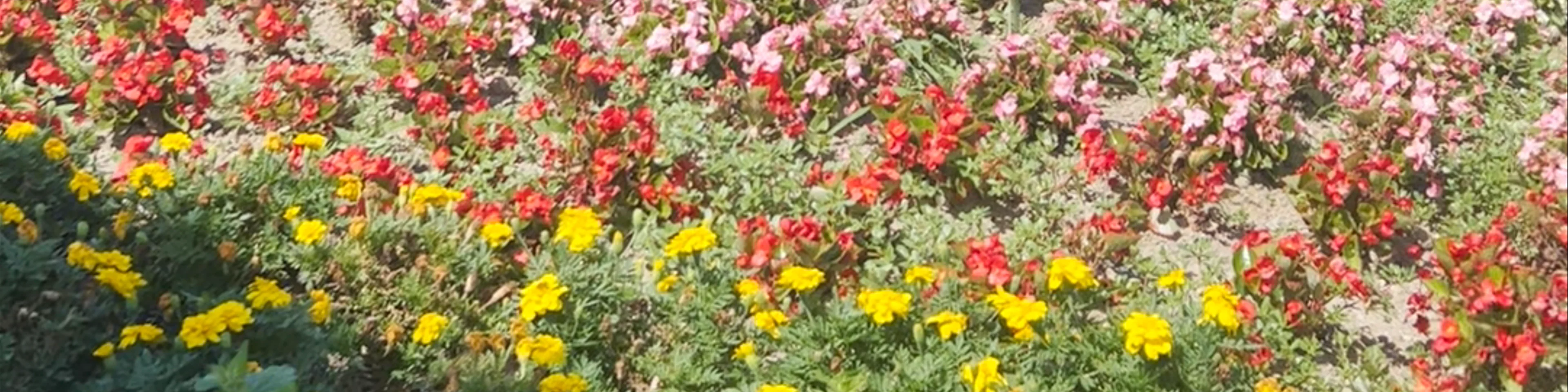 Hinode Park