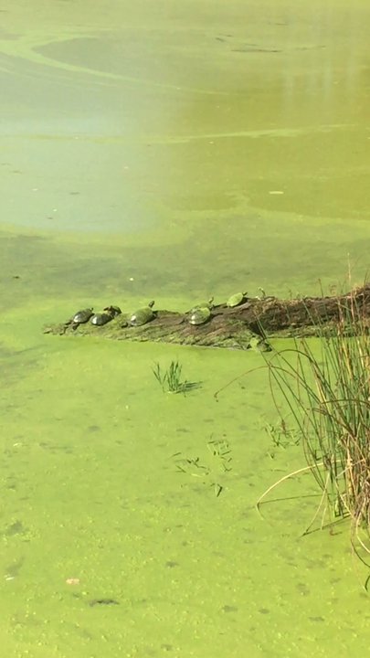 Benson's Park - Turtles sunbathing - Parks Near Me - Hudson, New Hampshire