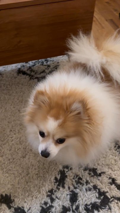 Bobos Pet Grooming - BEFORE! He needed a trim he was overdue for a groomers appointment in this video. Bobos is the best! - Pet Stores Near Me - Los Angeles, California