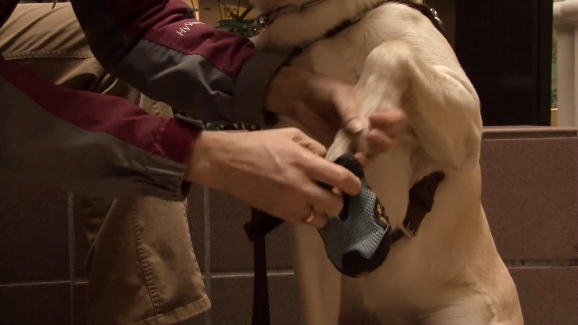 A handler carefully places protective boots on the paws of a service dog while sitting in a public space. The process ensures the dog's comfort and protection during mobility assistance tasks.