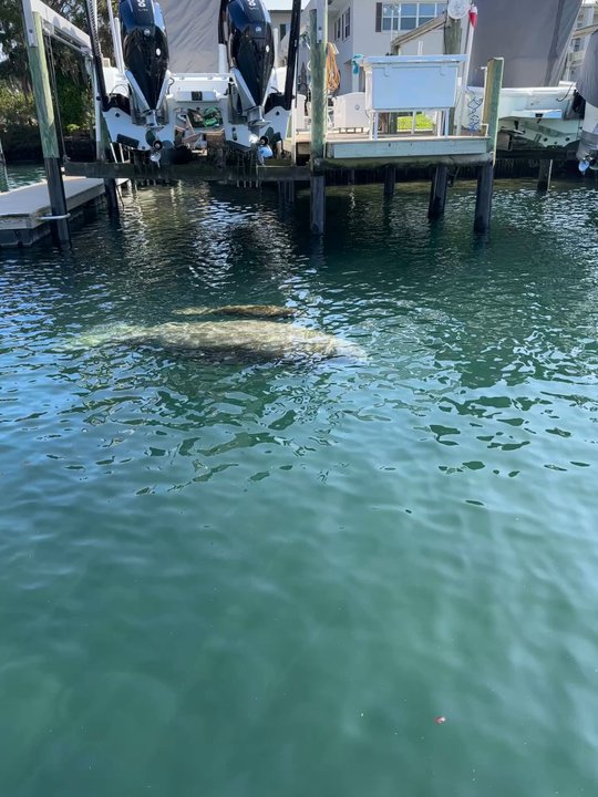 Explorida - Snorkeling Near Me - Crystal River, Florida