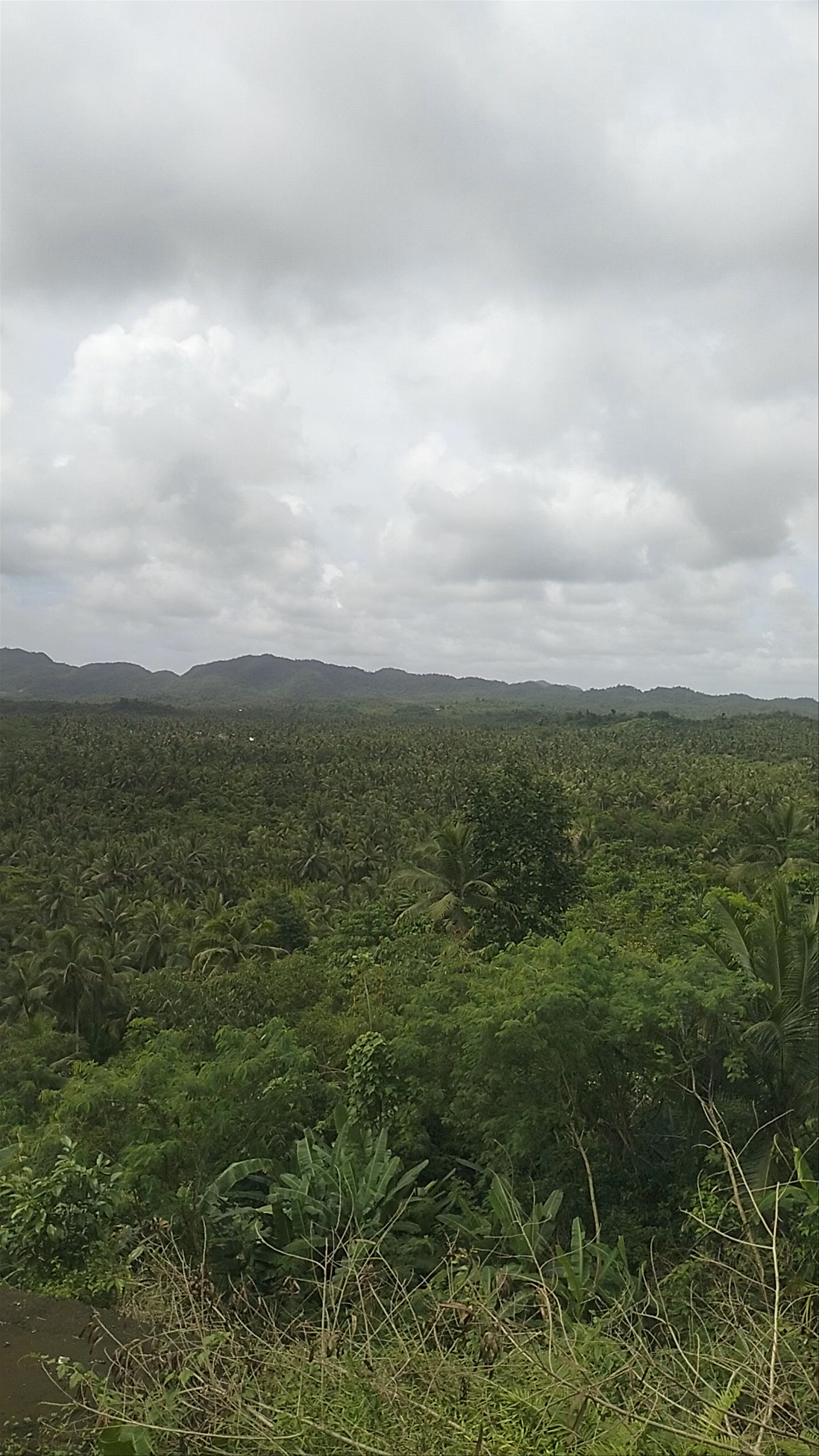 Coconut Plantation View Point