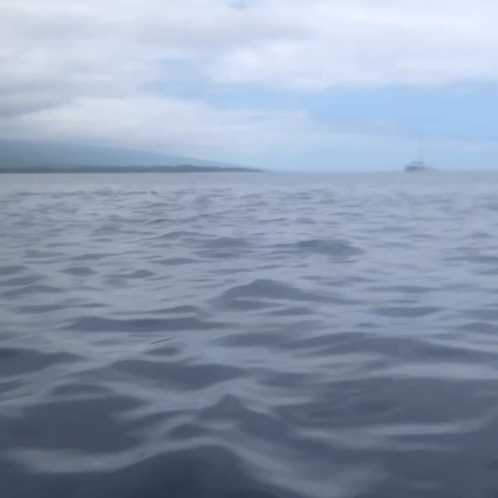 Bay Side Adventures - Wait for it... - Tours Near Me - Honaunau, Hawaii