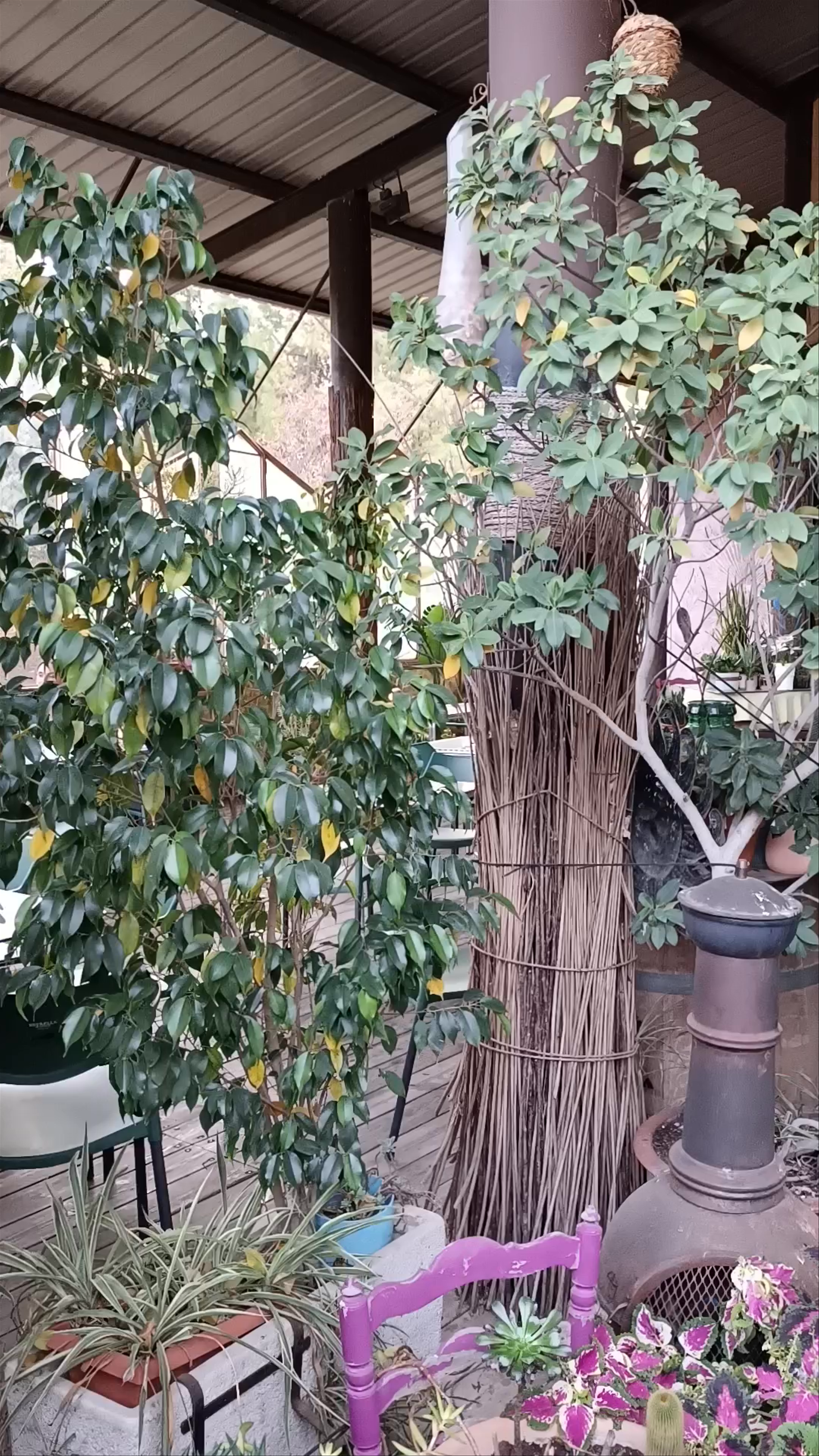 Palacete Bar De La Seda: Hidden Garden Retreat in Murcia, Spain