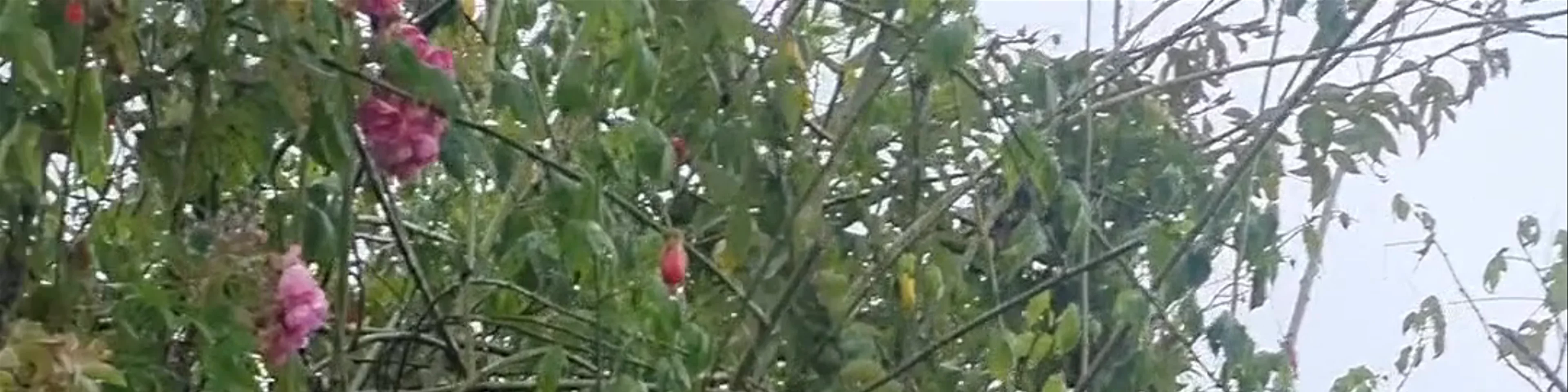 La Casa del Arbol