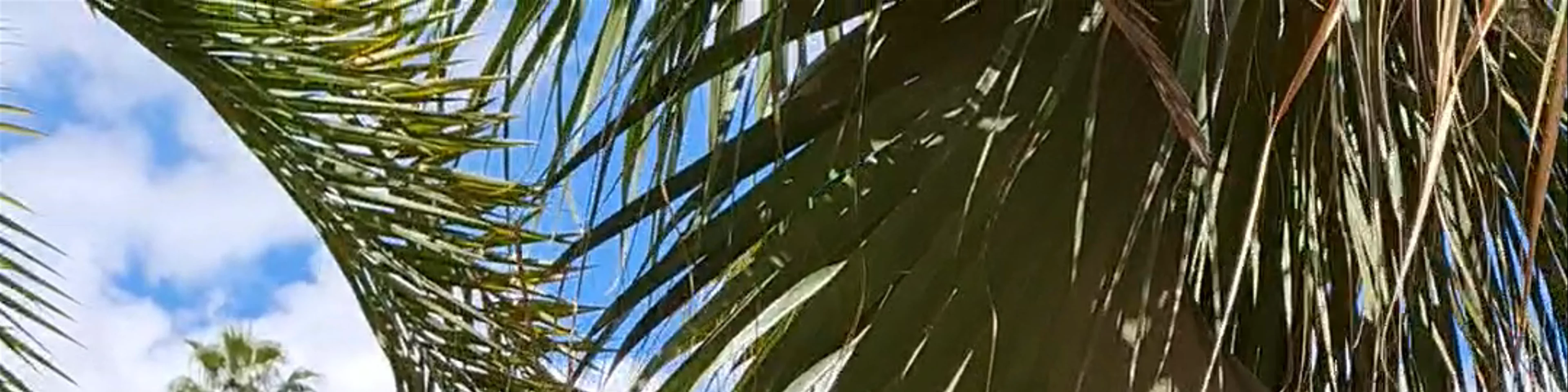 Jardin Majorelle