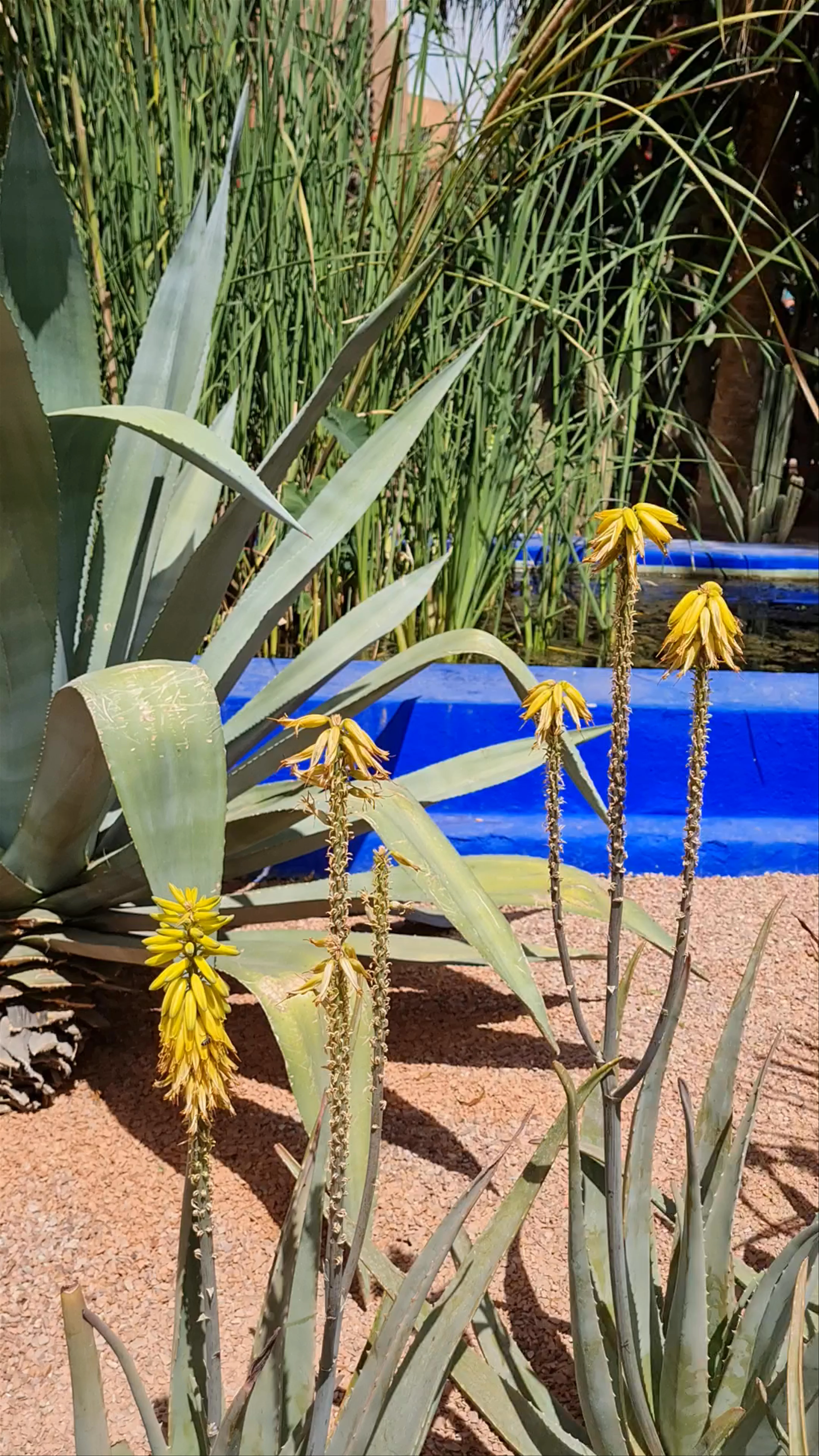Jardin Majorelle