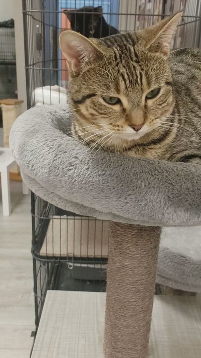 Frisky Cat Cafe - Cafes Near Me - St. Augustine, Florida