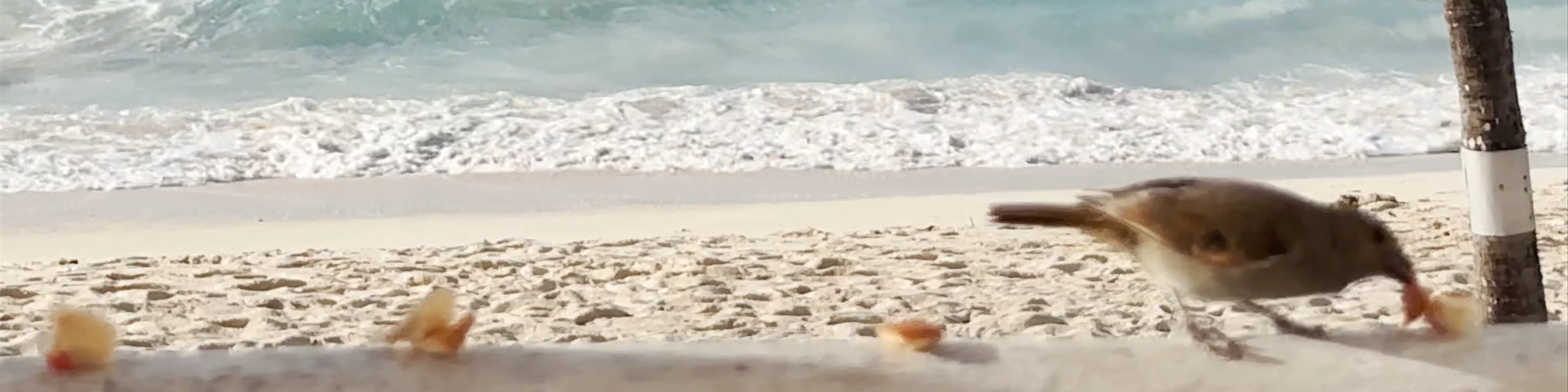 Southern Palms Beach Club & Resort Hotel