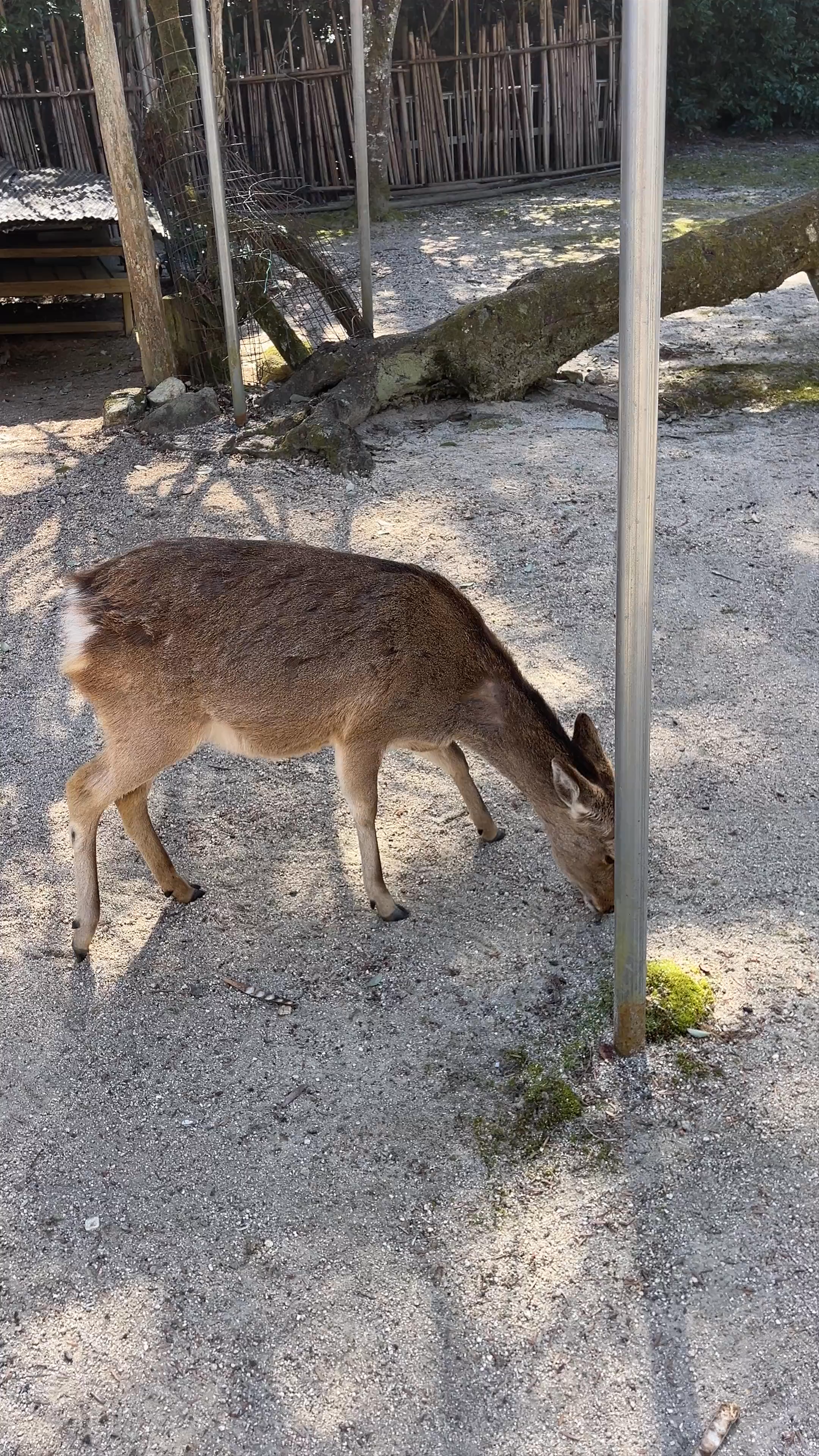Gentle Deer Encounter at Momijidani Park, Miyajima Island