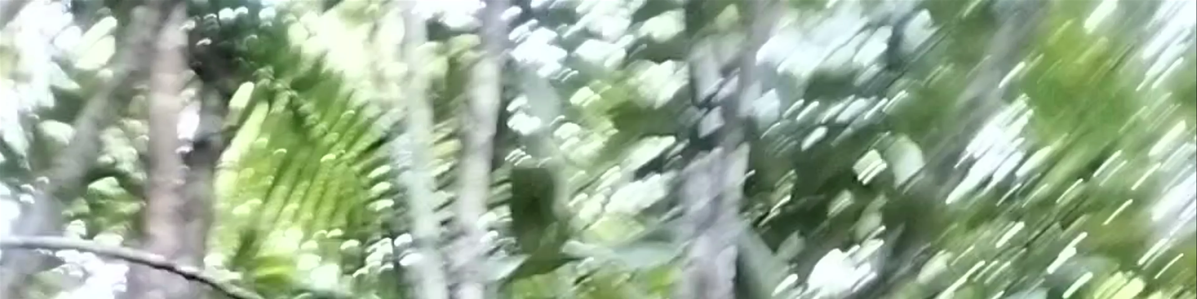 Bohol Tarsier Conservation Area