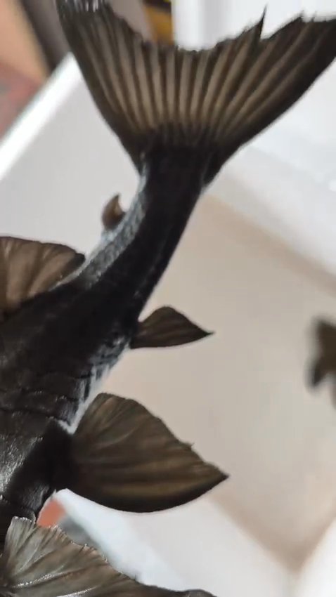 Panaque cochliodon