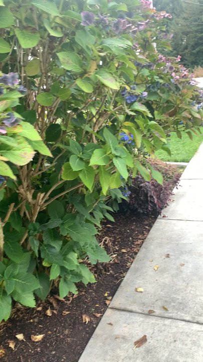 Mitchell Grove - Venues & Event Spaces Near Me - Eureka, California
