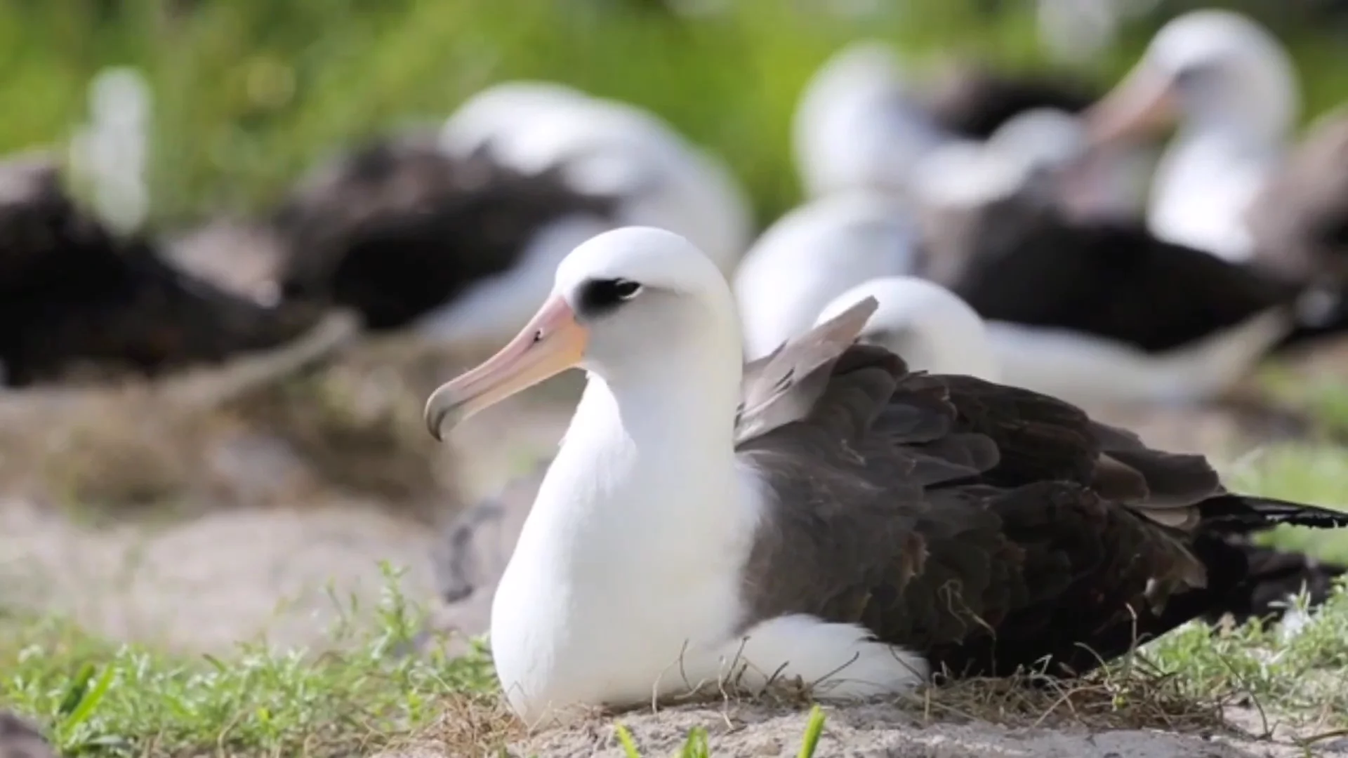 World's Oldest Known Bird Has Lost Her Mate of 60 Years - Newsweek