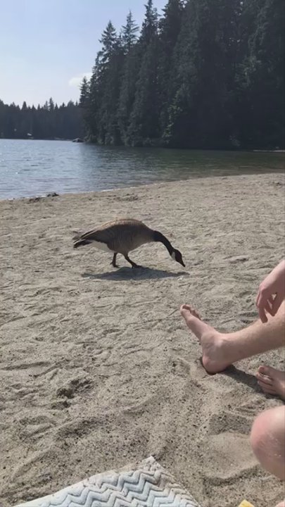 White Pine Beach - Beaches Near Me - Port Moody, British Columbia