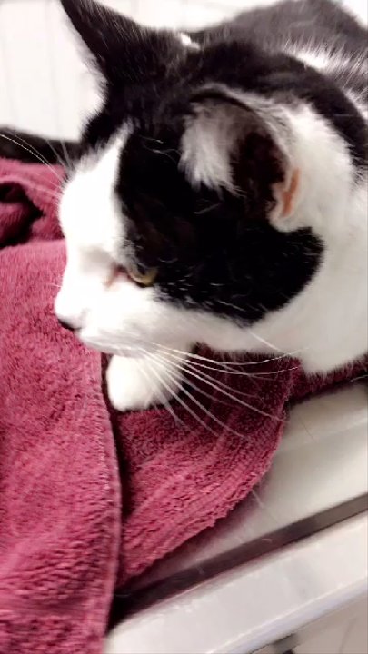 Wasco Veterinary Clinic - Sick, dehydrated and refused to eat. Better by the next day. - Veterinarians Near Me - Wasco, California