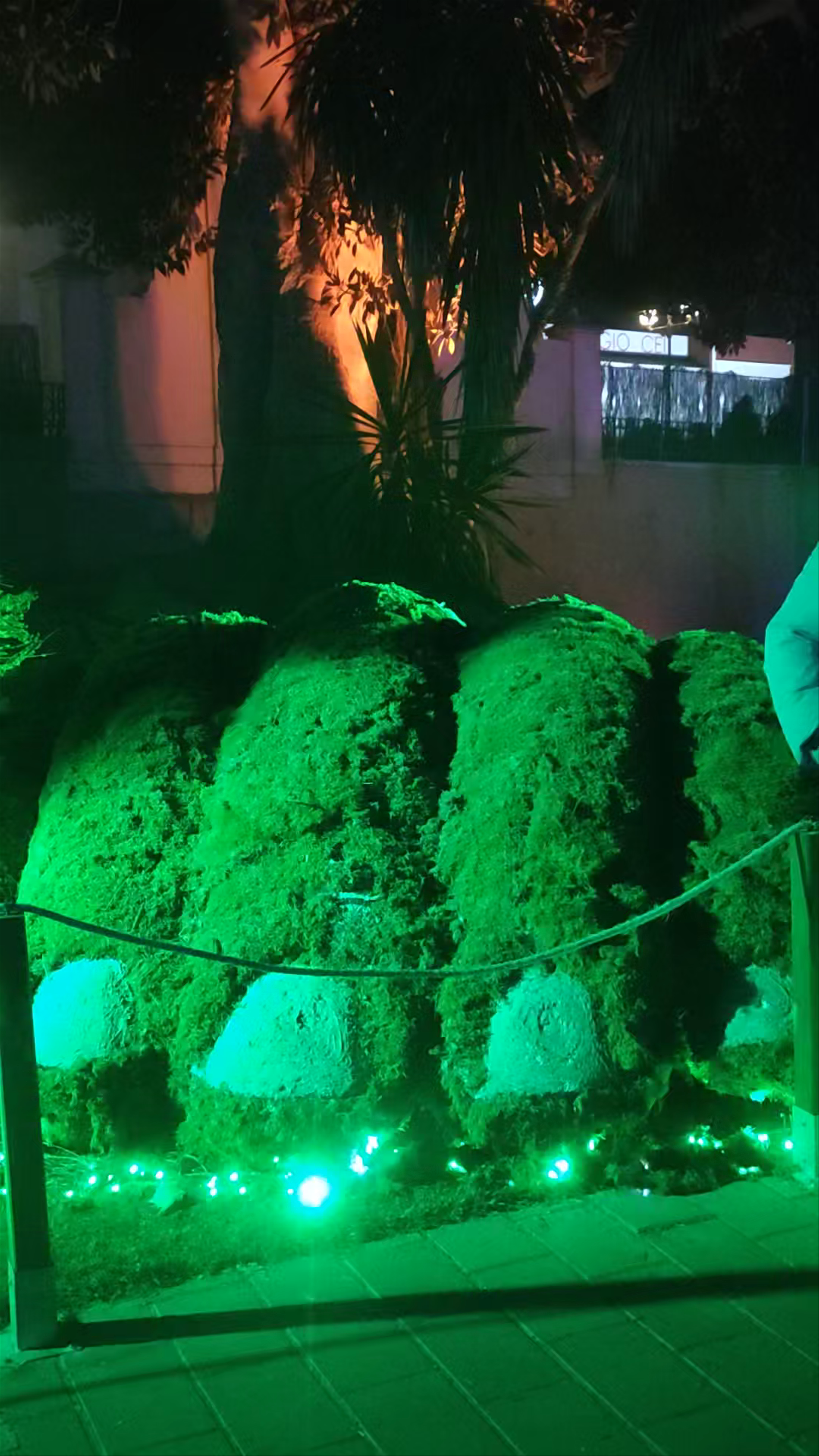 Jardín Botánico del Malecón Night Lights Experience in Murcia