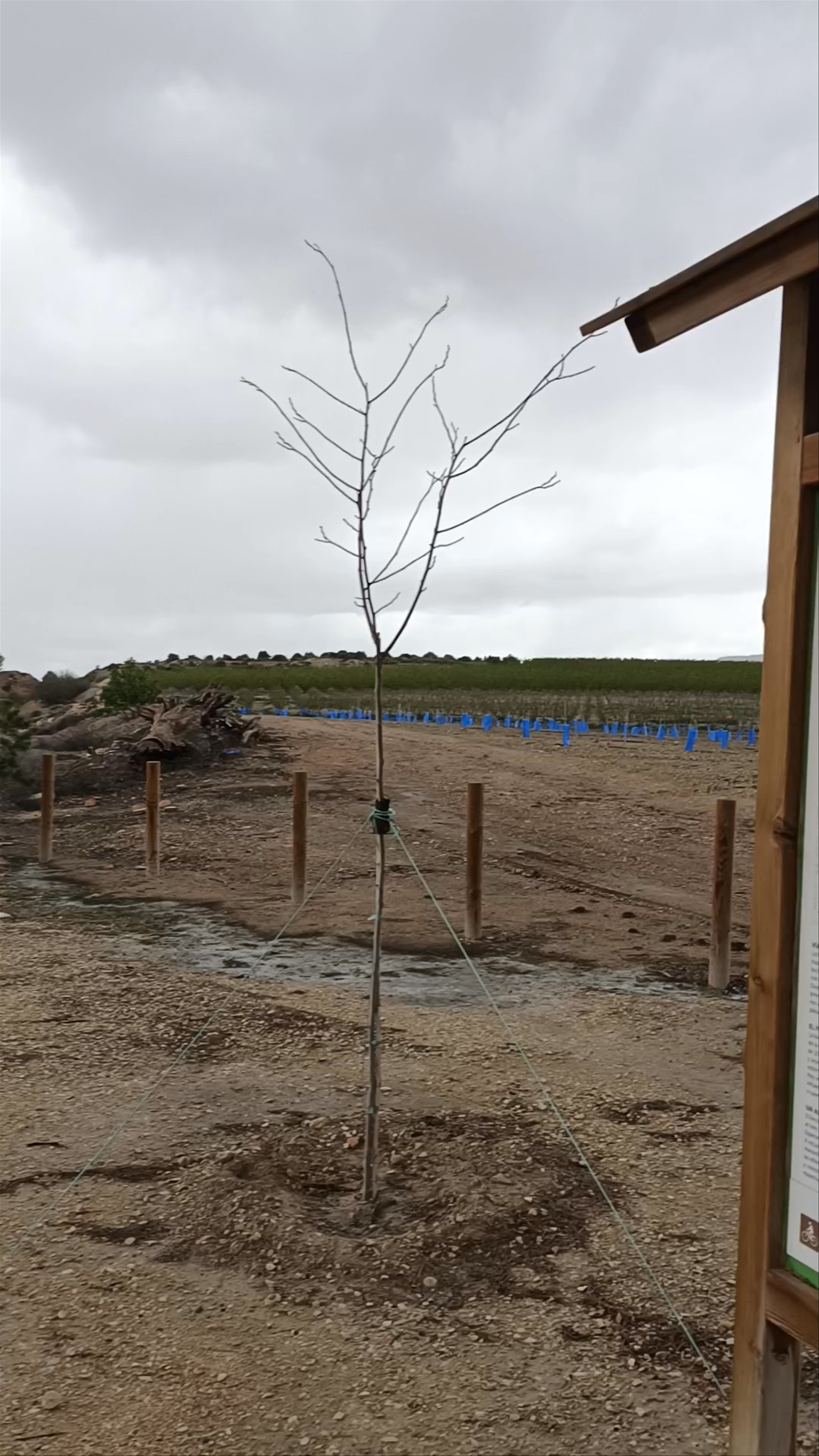 Inicio Via Verde Floración Cieza