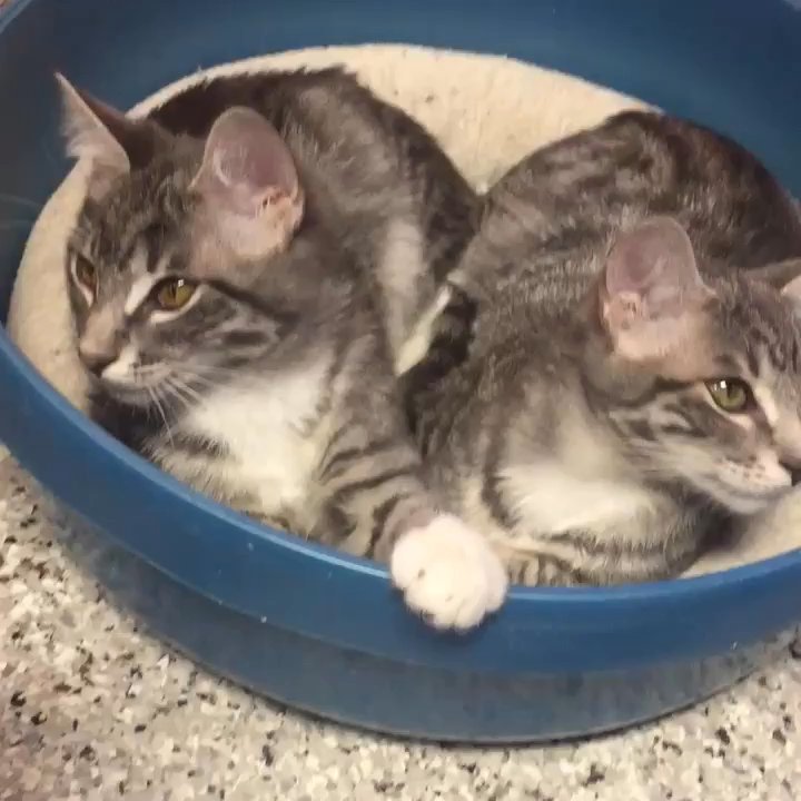 Cat Haven - Animal Shelters Near Me - Baton Rouge, Louisiana