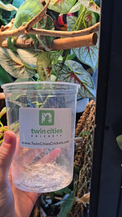 Twin Cities Crickets - Chameleon eating Twin Cities Crickets - Reptile Shops Near Me - Spring Lake Park, Minnesota