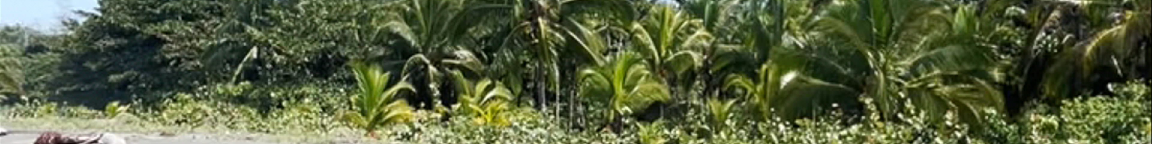 Tours & experiences in Cahuita