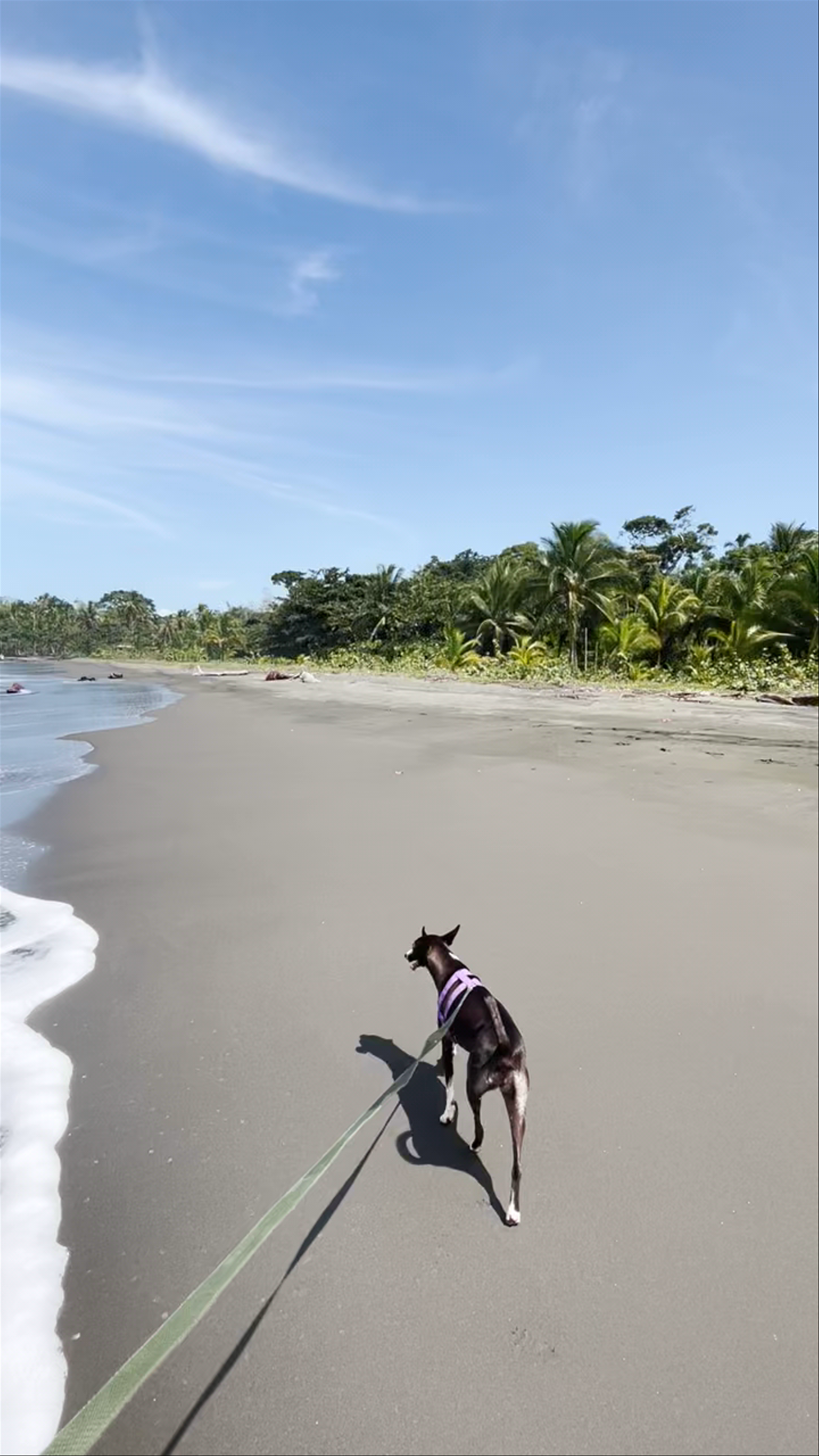 Serene Beach Walk with a Dog at Cahuita Inn, Costa Rica