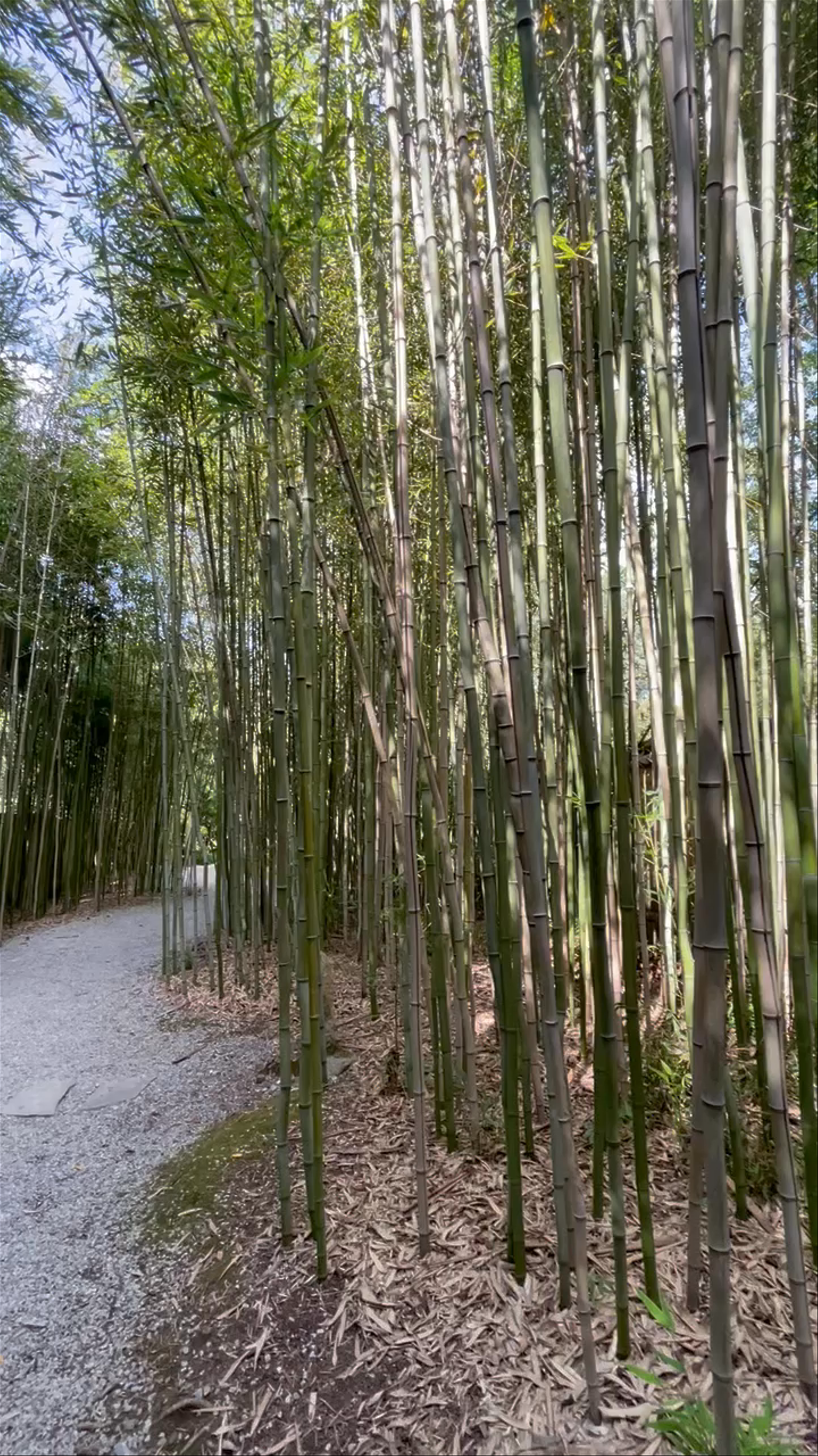 Tranquil Bamboo Grove Walk at Cheekwood Botanical Garden, Nashville