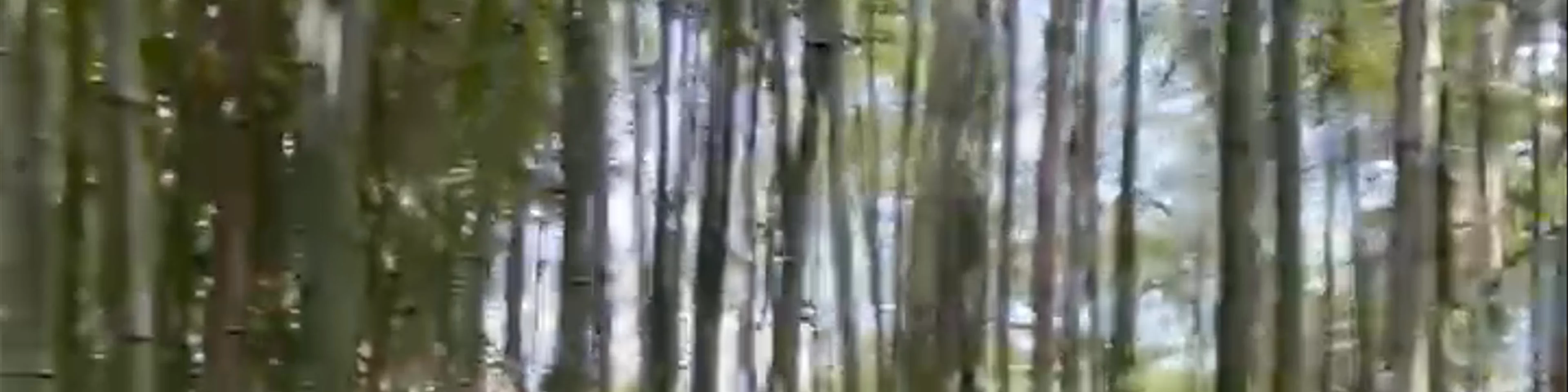 Cheekwood Bamboo Walk