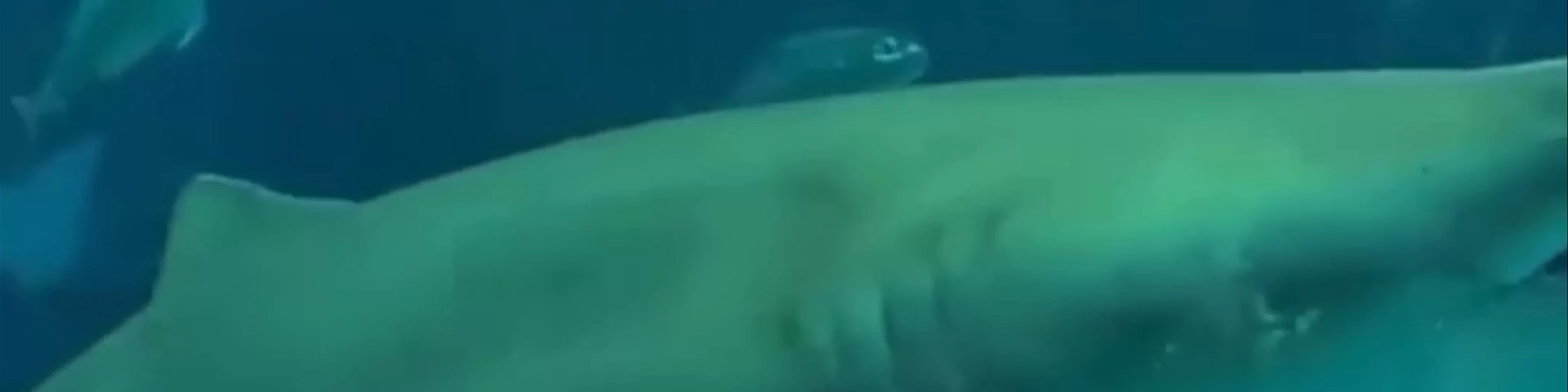 AquaRio