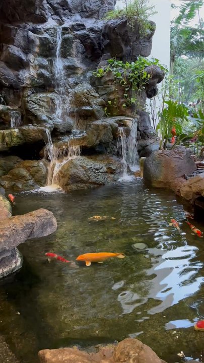 Waikiki Banyan - Lobby Waterfall & Koi Pond - Apartments Near Me - Honolulu, Hawaii